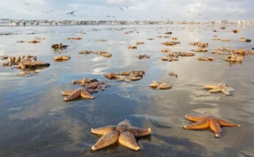 The Starfish The Starfish